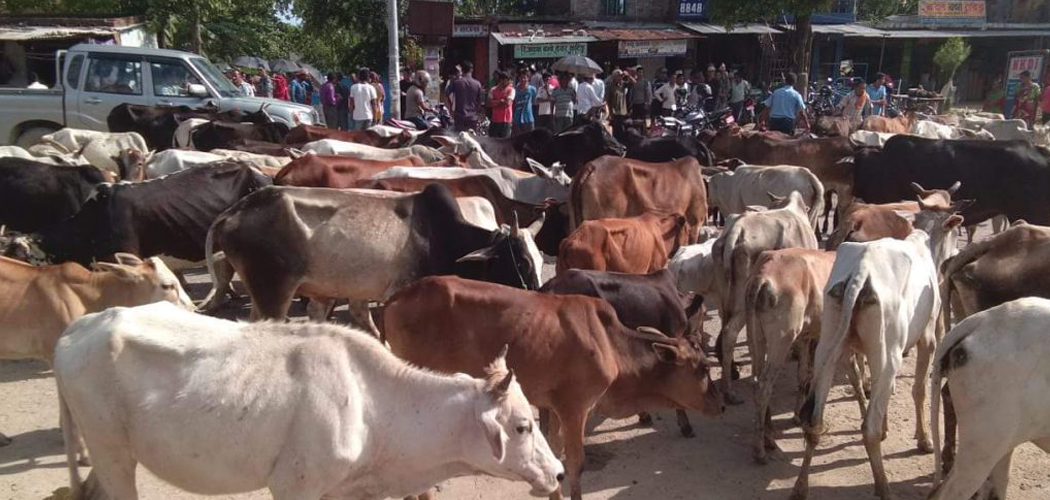 छाडा चौपायाबाट खेती जोगाउनै मुस्किल