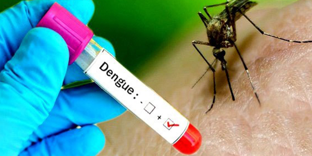 डेंगुबाट थप २ जनाको मृत्यु, ५४० जना नयाँ संक्रमित थपिए